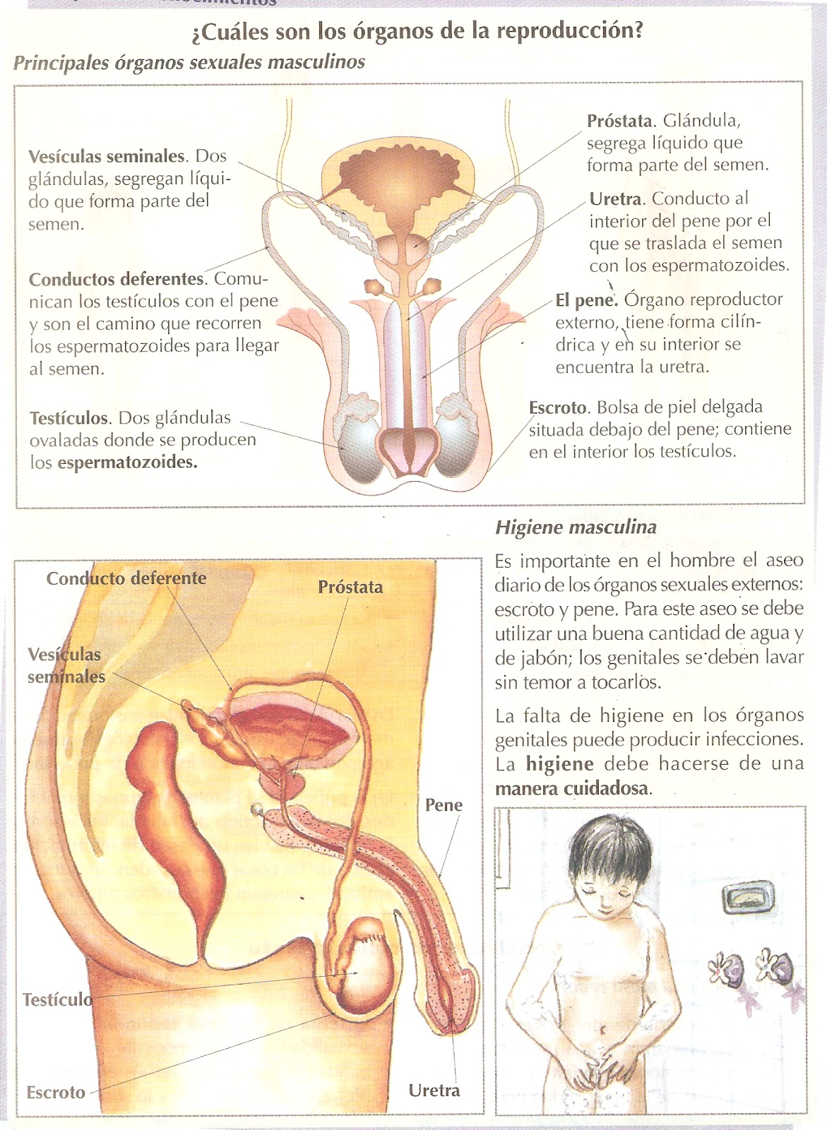 la próstata que produce líquido de la piel la próstata que produce líquido de la piel